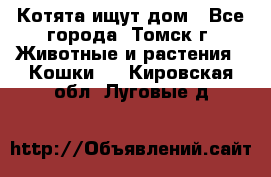 Котята ищут дом - Все города, Томск г. Животные и растения » Кошки   . Кировская обл.,Луговые д.